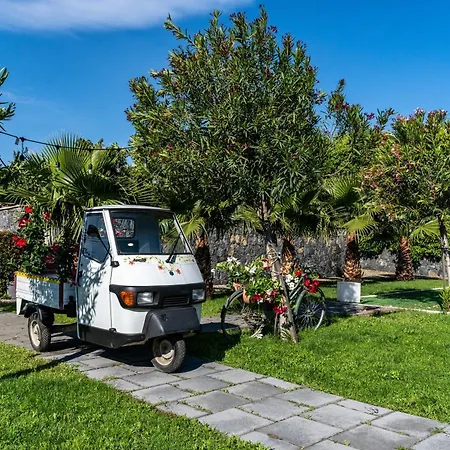 Dipladenia Garden Country Mascali